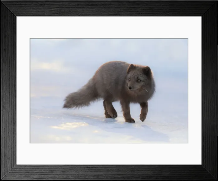 Framed Print : Blue Arctic fox in Pyramiden, (Vulpes lagopus), Billefjorden, Spitsbergen, Svalbard Framed Print : Blue Arctic fox in Pyramiden, (Vulpes lagopus), Billefjorden, Spitsbergen, Svalbard