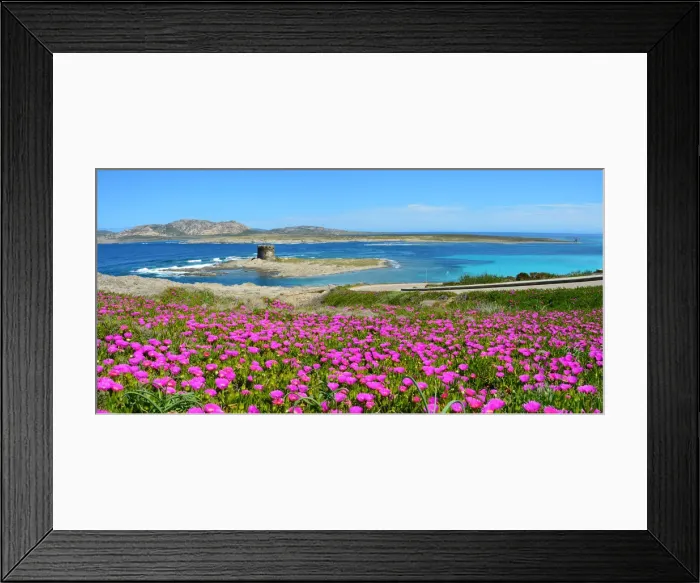 Framed Print : Stintino flowery, la Pelosa, Sardinia, Italy, Europe