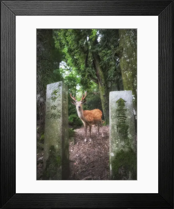 Framed Print : Nara, Honshu, Japan Framed Print : Nara, Honshu, Japan