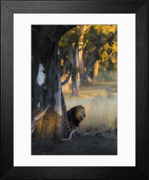 Framed Print : A lion hidden behind a tree in the morning lights at Xakanaxa, in Moremi Game Reserve Framed Print : A lion hidden behind a tree in the morning lights at Xakanaxa, in Moremi Game Reserve