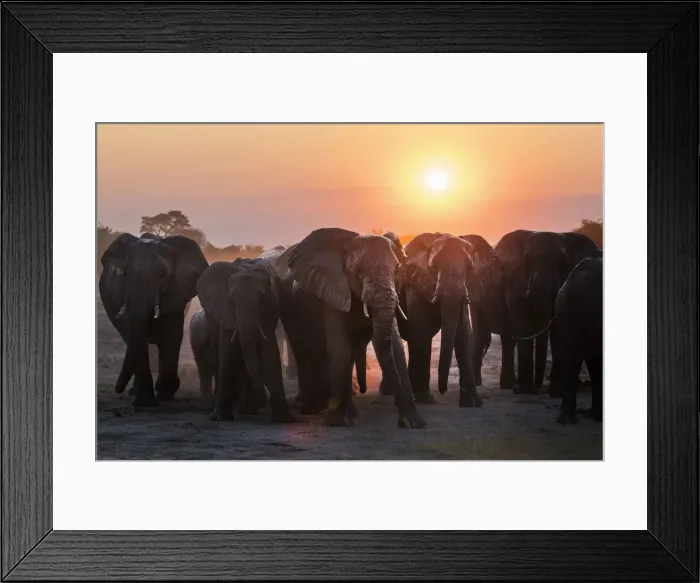 Framed Print : A herd of elephants near the waterhole in the Savuti area of Chobe National Park Framed Print : A herd of elephants near the waterhole in the Savuti area of Chobe National Park