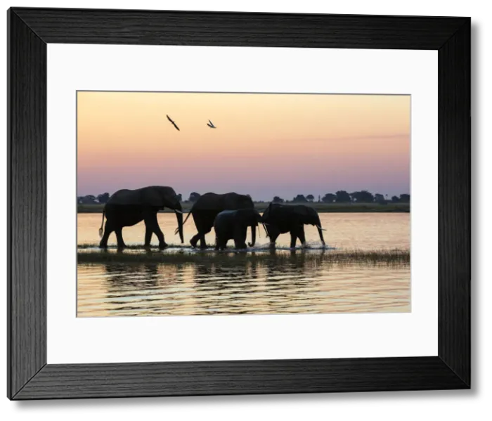 Framed Print : A herd of elephants walking along Chobe river shores, along the border between Namibia Framed Print : A herd of elephants walking along Chobe river shores, along the border between Namibia