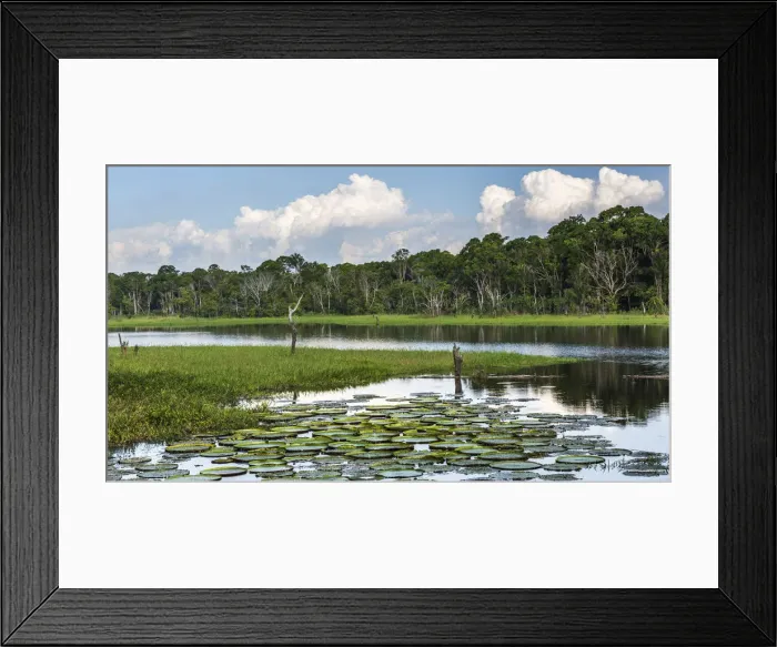 Framed Print : Nimphaea park not far from manaus. Amazonas, Manaus, Brazil