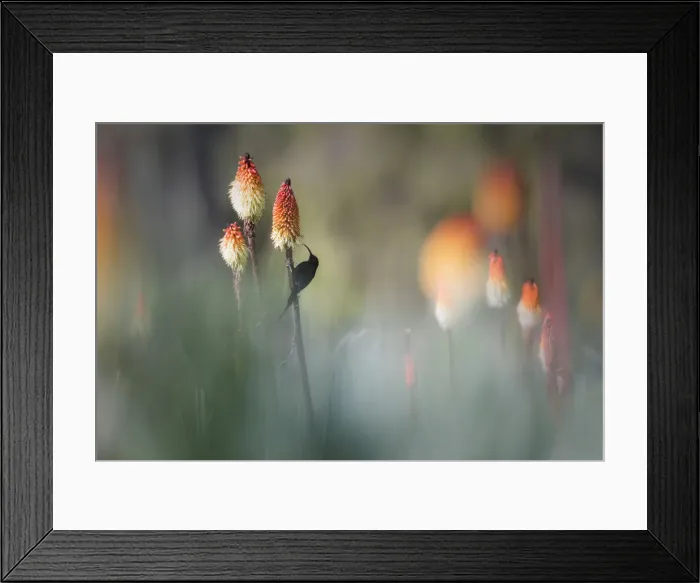Framed Print : Tacazze sunbird on Red hot poker, Bale mountains National park, Ethiopia Framed Print : Tacazze sunbird on Red hot poker, Bale mountains National park, Ethiopia