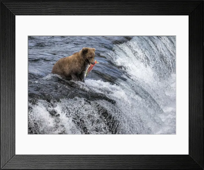 Framed Print : Brown bear (Ursus arctos alascensis), Brooks Lake, Katmai National Park and Preserve Framed Print : Brown bear (Ursus arctos alascensis), Brooks Lake, Katmai National Park and Preserve