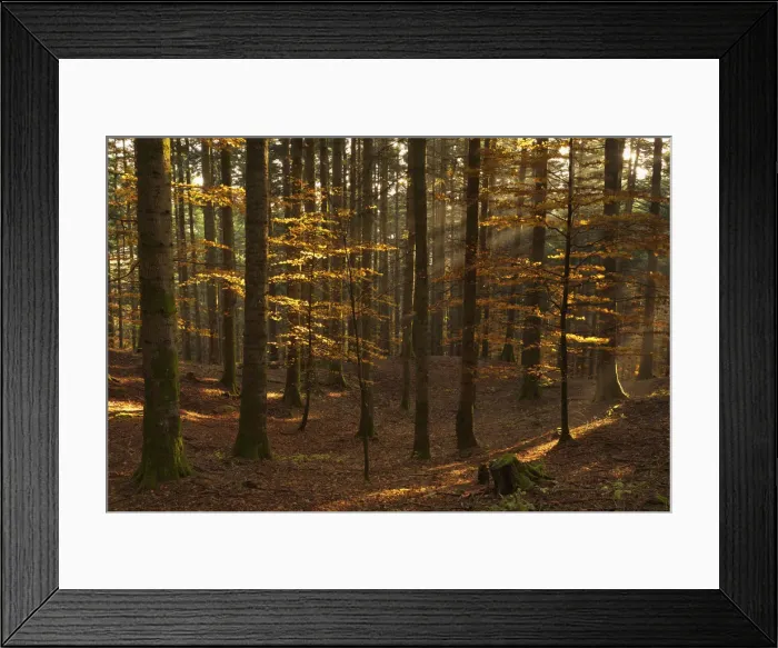 Framed Print : Casentinesi forest, Tuscany, Italy. The last rays into the forest Framed Print : Casentinesi forest, Tuscany, Italy. The last rays into the forest