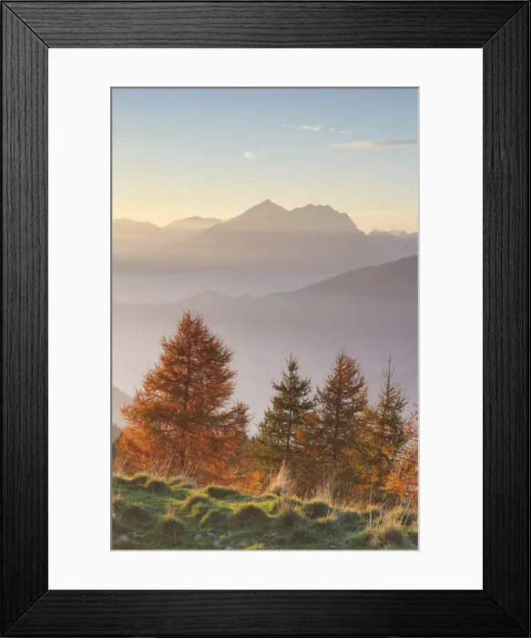 Framed Print : Monte Pora, Orobie Alps, Lombardy, Italy. Group of larches at sunset
