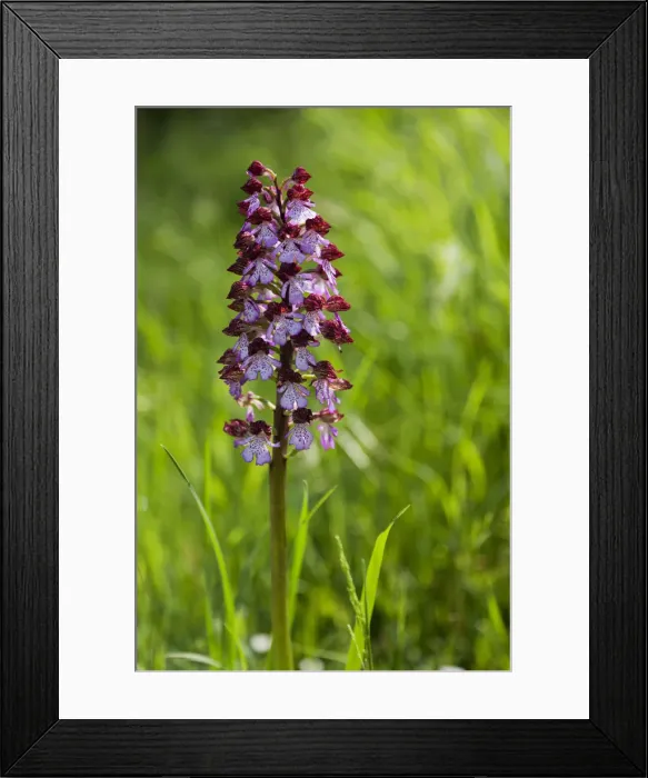 Framed Print : Crocedomini pass, Adamello natural park, Lombardy, Italy. Flowering of orchis purpurea Framed Print : Crocedomini pass, Adamello natural park, Lombardy, Italy. Flowering of orchis purpurea