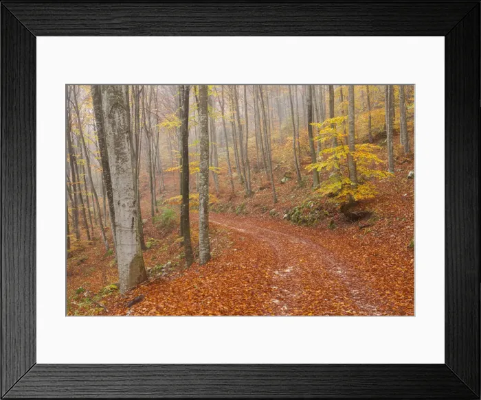 Framed Print : Cansiglio forest, Belluno province, Veneto, North Italy, Italy, Europe Framed Print : Cansiglio forest, Belluno province, Veneto, North Italy, Italy, Europe