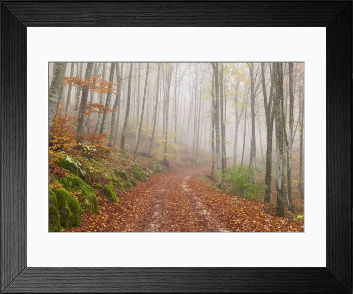 Framed Print : Cansiglio forest, Belluno province, Veneto, North Italy, Italy, Europe Framed Print : Cansiglio forest, Belluno province, Veneto, North Italy, Italy, Europe