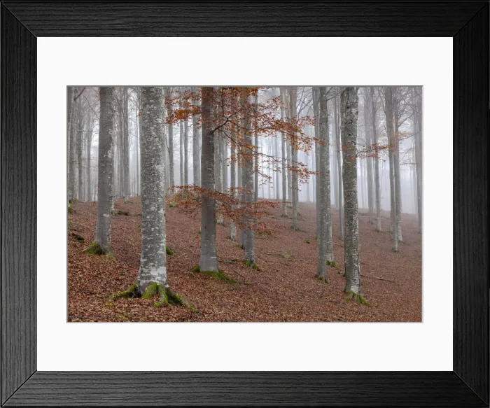 Framed Print : Cansiglio forest, Treviso province, Veneto, North Italy, Italy, Europe Framed Print : Cansiglio forest, Treviso province, Veneto, North Italy, Italy, Europe