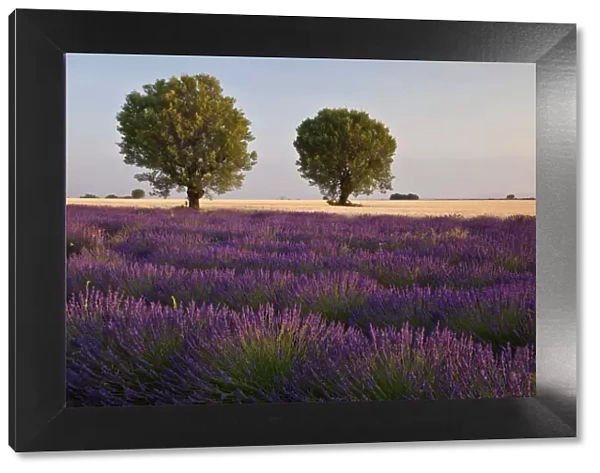 Valensole plateau, Provence, France. The sunset lights illuminated the lavender fields