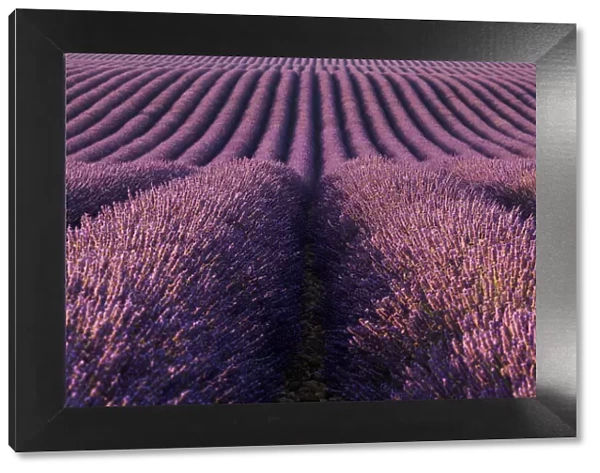 Valensole plateau, Provence, France. Endless expanses of lavender