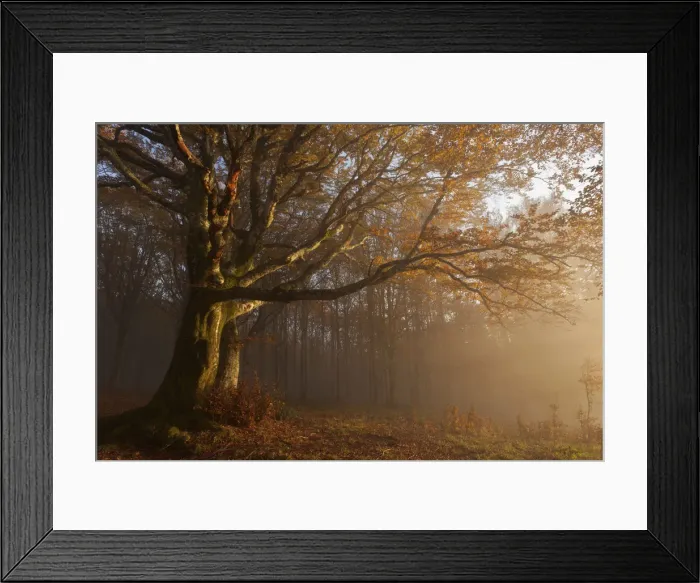 Framed Print : Casentinesi forest in autumn, Tuscan-Emilian appennines, Tuscany, Italy Framed Print : Casentinesi forest in autumn, Tuscan-Emilian appennines, Tuscany, Italy