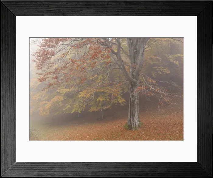 Framed Print : Baremone pass, Lombardy, Brescia province, Italy. Beeches in autumn Framed Print : Baremone pass, Lombardy, Brescia province, Italy. Beeches in autumn