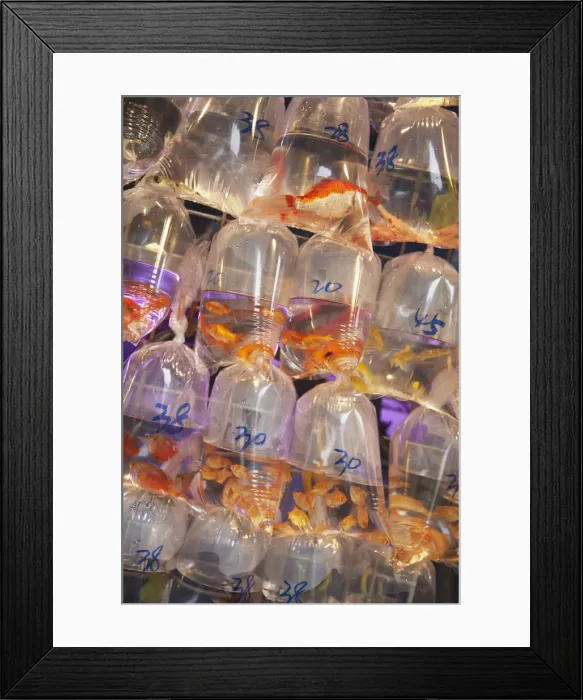 Framed Print : Tropical fish at pet shop, Mongkok, Hong Kong, China Framed Print : Tropical fish at pet shop, Mongkok, Hong Kong, China