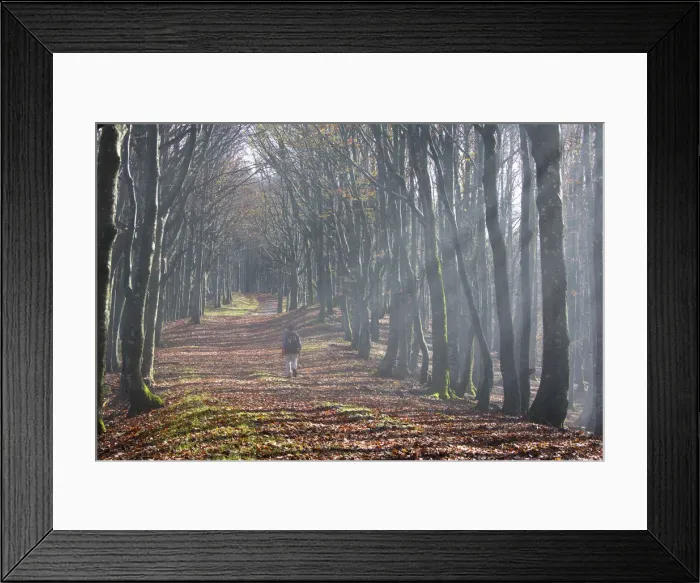 Framed Print : Italy, Tuscan Emilian Appennines, biogenetic nature reserve of Badia Prataglia Framed Print : Italy, Tuscan Emilian Appennines, biogenetic nature reserve of Badia Prataglia