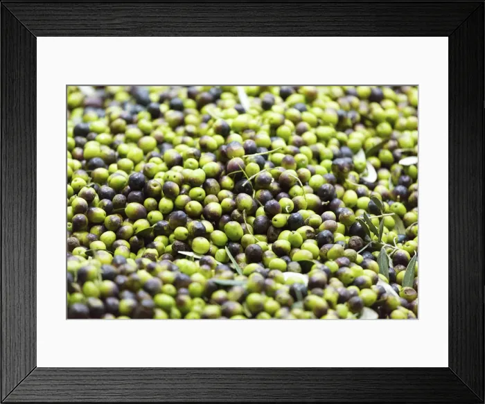Framed Print : Italy, Umbria, Perugia district, Montefalco, production olive oil Framed Print : Italy, Umbria, Perugia district, Montefalco, production olive oil