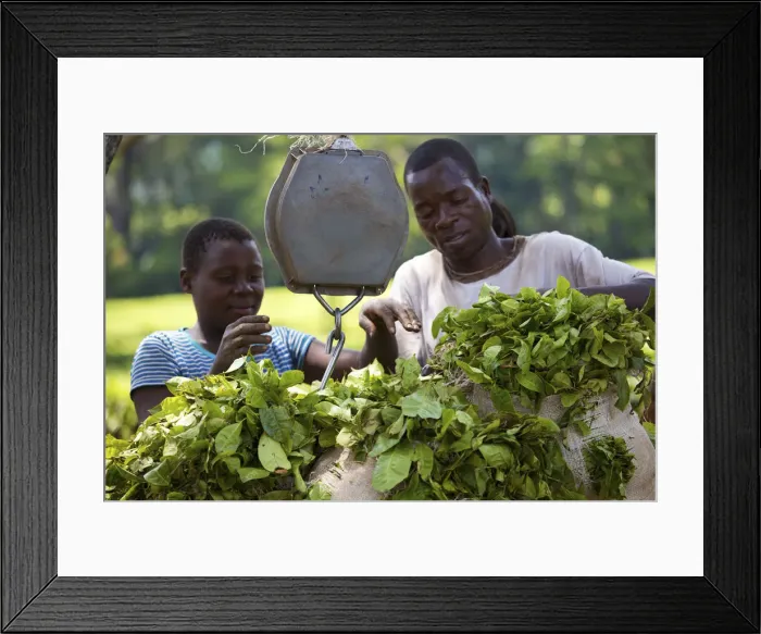Framed Print : Central Africa, Malawi, Blantyre district. Tea plantation Framed Print : Central Africa, Malawi, Blantyre district. Tea plantation