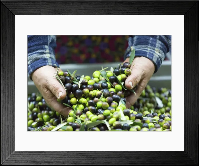 Framed Print : Italy, Umbria, Perugia district, Montefalco, production olive oil Framed Print : Italy, Umbria, Perugia district, Montefalco, production olive oil