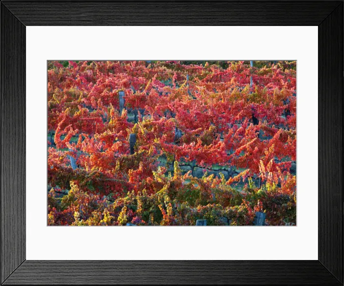 Framed Print : Europe, Italy, Umbria, Perugia district. Vineyards of Montefalco