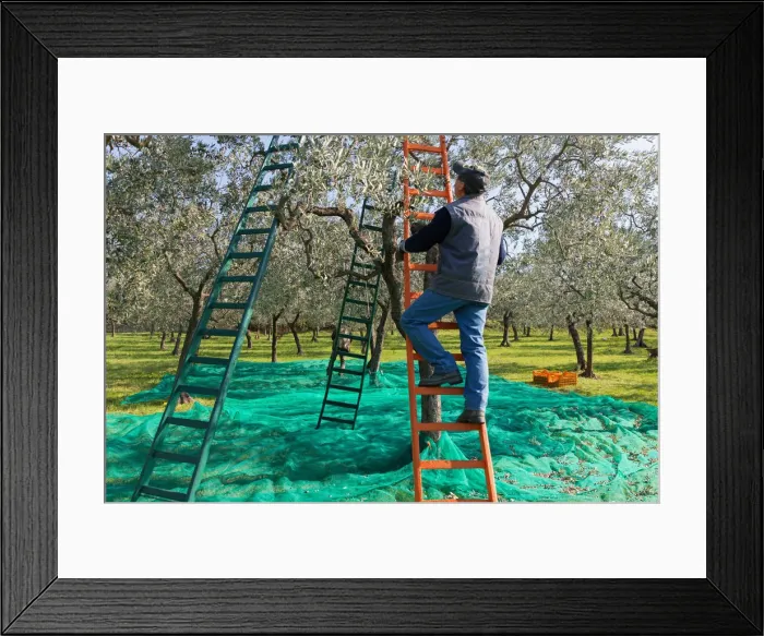 Framed Print : Italy, Umbria, Perugia district, Trevi, olive harvesting