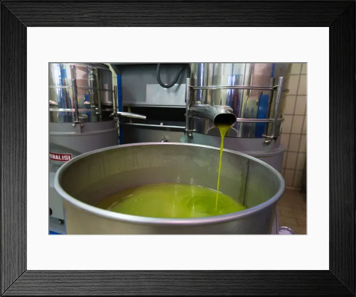 Framed Print : Italy, Umbria, Perugia district, Trevi, olive harvesting Framed Print : Italy, Umbria, Perugia district, Trevi, olive harvesting