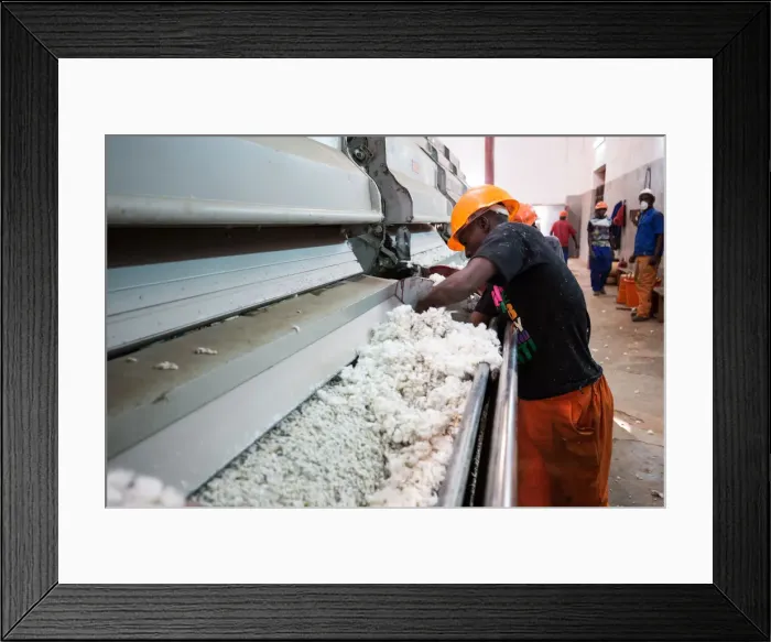 Framed Print : Africa, Malawi, Balaka district. Cotton processing Framed Print : Africa, Malawi, Balaka district. Cotton processing
