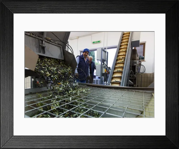 Framed Print : Italy, Umbria, Perugia district, Montefalco, production olive oil Framed Print : Italy, Umbria, Perugia district, Montefalco, production olive oil