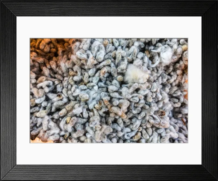 Framed Print : Africa, Malawi, Balaka district. Cotton processing Framed Print : Africa, Malawi, Balaka district. Cotton processing