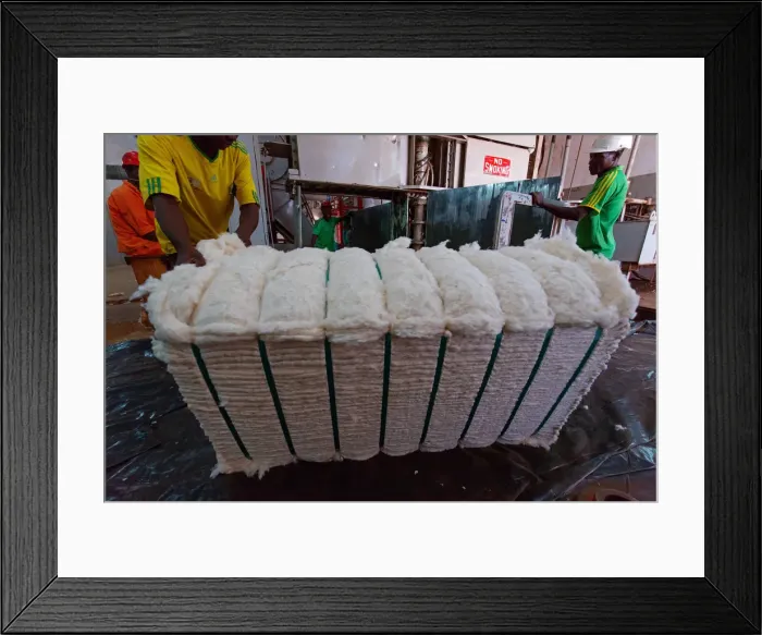 Framed Print : Africa, Malawi, Balaka district. Cotton processing Framed Print : Africa, Malawi, Balaka district. Cotton processing
