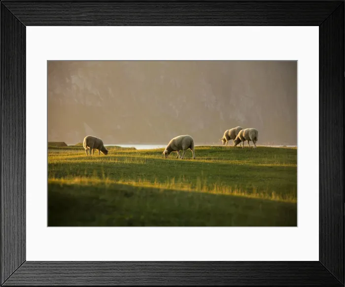 Framed Print : Sheep grazing in the green meadows lighted up by midnight sun Uttakleiv Lofoten Islands Framed Print : Sheep grazing in the green meadows lighted up by midnight sun Uttakleiv Lofoten Islands