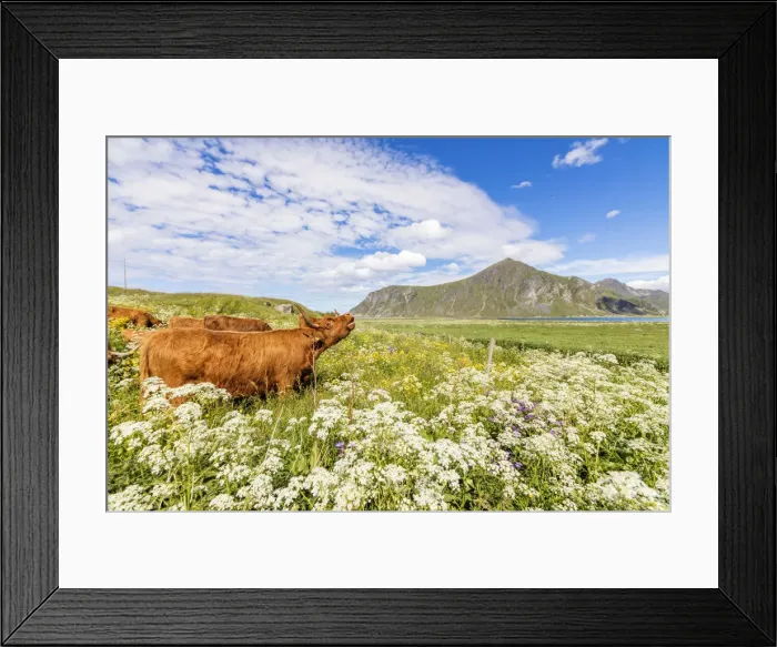 Framed Print : Cows grazing in fields of blooming flowers surrounded by blue sea Flakstad Lofoten Framed Print : Cows grazing in fields of blooming flowers surrounded by blue sea Flakstad Lofoten