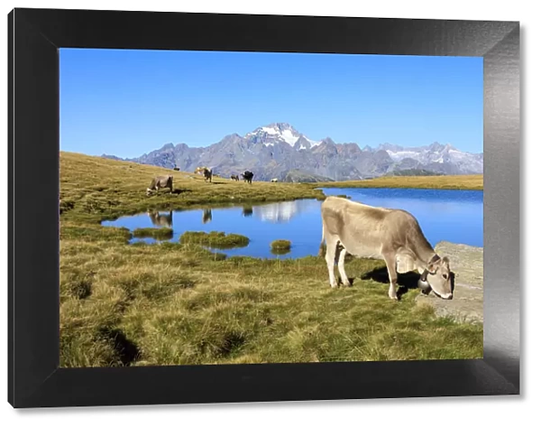 Cows grazing on the shore of Lakes of Campagneda Malenco Valley Lombardy province