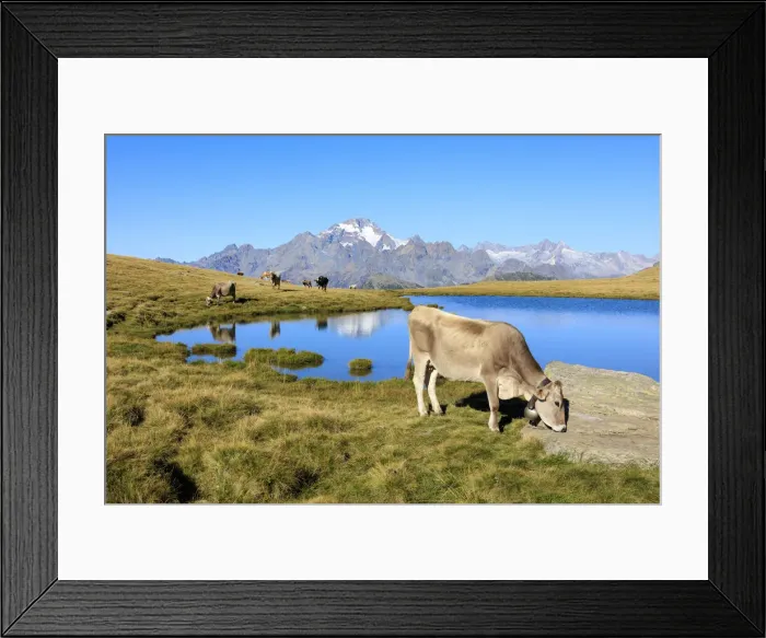 Framed Print : Cows grazing on the shore of Lakes of Campagneda Malenco Valley Lombardy province Framed Print : Cows grazing on the shore of Lakes of Campagneda Malenco Valley Lombardy province