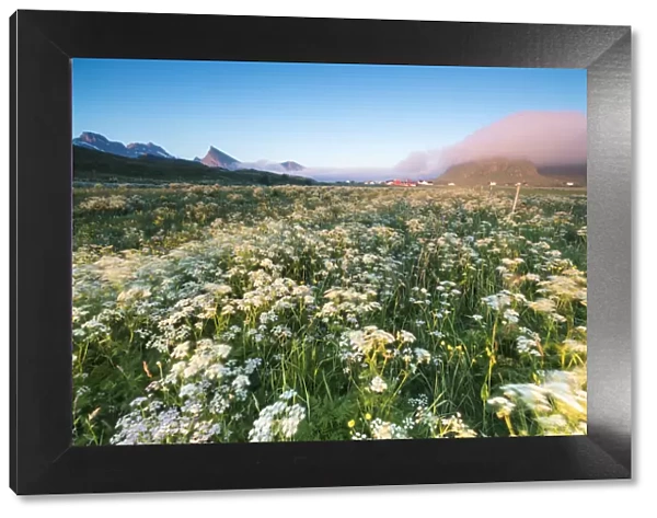 Green meadows of flowers framed by the midnight sun Fredvang Moskenesoya