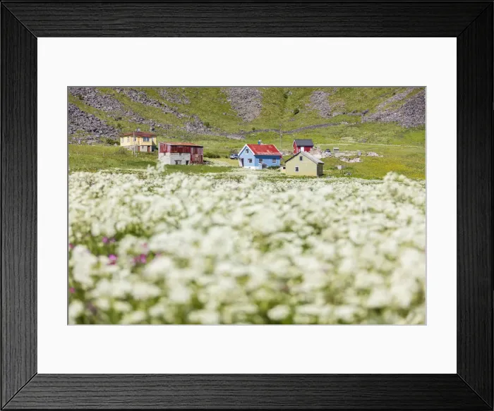 Framed Print : The summer bloom of white flowers frames the typical huts Vaeroy Island Nordland county Framed Print : The summer bloom of white flowers frames the typical huts Vaeroy Island Nordland county