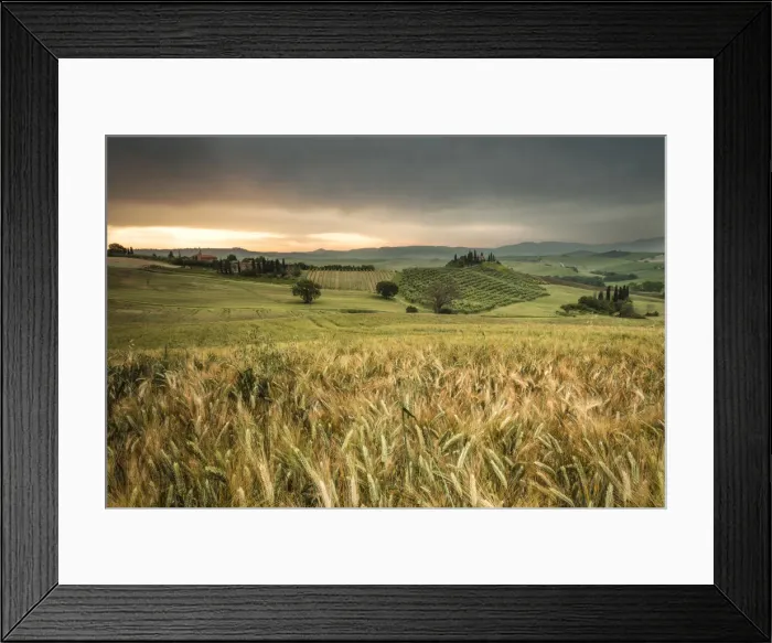 Framed Print : Sunrise on the fields of corn and the gentle green hills of Val d Orcia province Framed Print : Sunrise on the fields of corn and the gentle green hills of Val d Orcia province