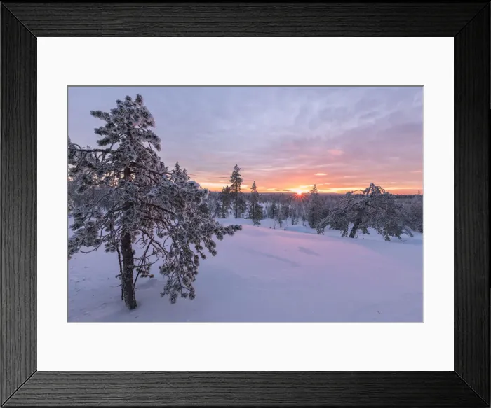 Framed Print : Pink lights of the arctic sunset illuminate the snowy woods Vennivaara Rovaniemi Lapland Framed Print : Pink lights of the arctic sunset illuminate the snowy woods Vennivaara Rovaniemi Lapland
