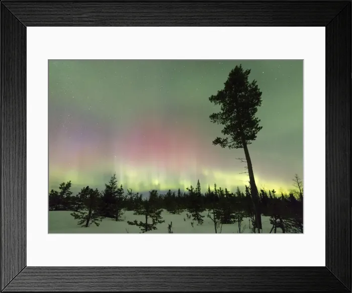 Framed Print : Colorful lights of the Aurora Borealis and starry sky on the snowy woods Levi Sirkka Framed Print : Colorful lights of the Aurora Borealis and starry sky on the snowy woods Levi Sirkka