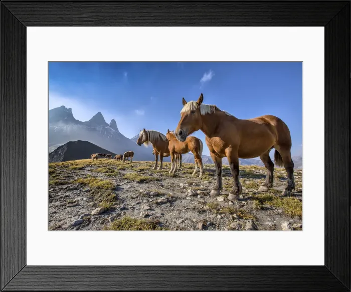 Framed Print : Horses enjoying the early warmth of the sun rays on the plateau in the Arvan valley Framed Print : Horses enjoying the early warmth of the sun rays on the plateau in the Arvan valley