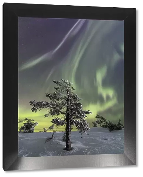 Panorama of snowy woods and frozen trees framed by Northern lights and stars Levi