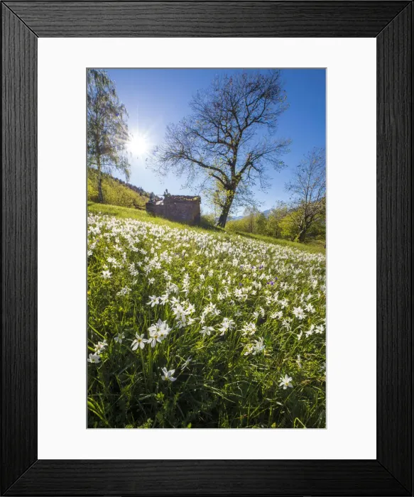 Framed Print : Spring bloom of daffodils in the green meadows of the Orobie Alps Dossa province of