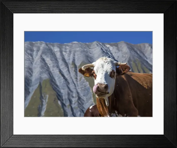 Framed Print : A very funny cow licking its chops in front of the French geological formation of Framed Print : A very funny cow licking its chops in front of the French geological formation of