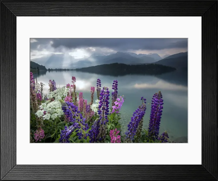 Framed Print : Dawn lights the Lupins in bloom surrounding the calm water of Lake Sils Maloja canton Framed Print : Dawn lights the Lupins in bloom surrounding the calm water of Lake Sils Maloja canton