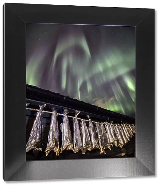 The typical Norwegian cod drying in the sun out of a rorbu under an amazing aurora