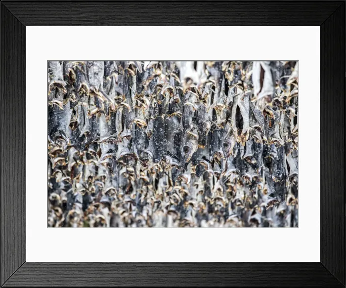 Framed Print : Hundreds of cod drying at the Lofoten islands - Norway Framed Print : Hundreds of cod drying at the Lofoten islands - Norway