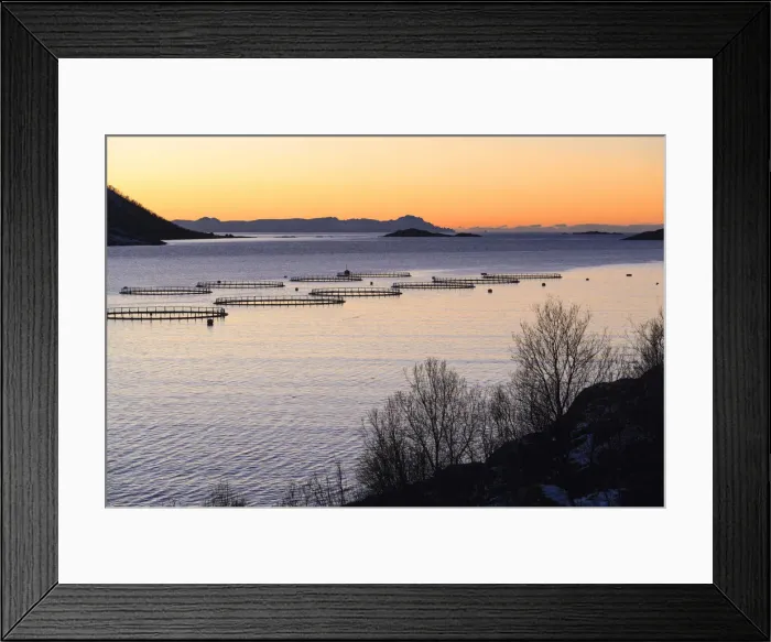 Framed Print : Sunset lights up the fish tanks of codfish and salmon in the cold sea of Torsken Senja Tromso Norway Europe Framed Print : Sunset lights up the fish tanks of codfish and salmon in the cold sea of Torsken Senja Tromso Norway Europe