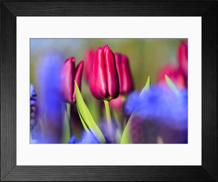 Framed Print : Close up of red and violet tulips in bloom at the Keukenhof Botanical garden Lisse Framed Print : Close up of red and violet tulips in bloom at the Keukenhof Botanical garden Lisse