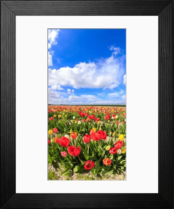 Framed Print : Panorama of multicolored tulips framed by blue sky Yerseke Reimerswaal province of Framed Print : Panorama of multicolored tulips framed by blue sky Yerseke Reimerswaal province of